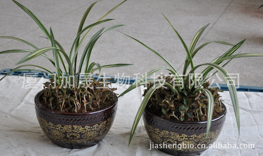 生意兴隆 高档室内观叶兰花、金线莲 盆栽图片