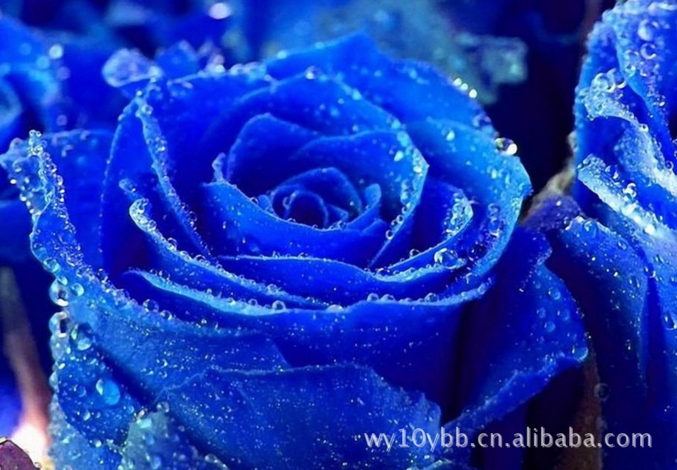 【蓝玫瑰DIY种植 办公室创意DIY盆栽 桌面迷你