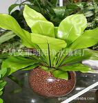 供应巩义明阳牌去除氨氮大于90%的陶粒滤料 水处理滤料 轻质陶粒