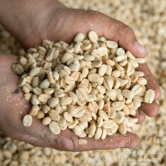 農業部云南良種咖啡繁育基地 咖啡種子直銷 送種植手冊 滿100包郵