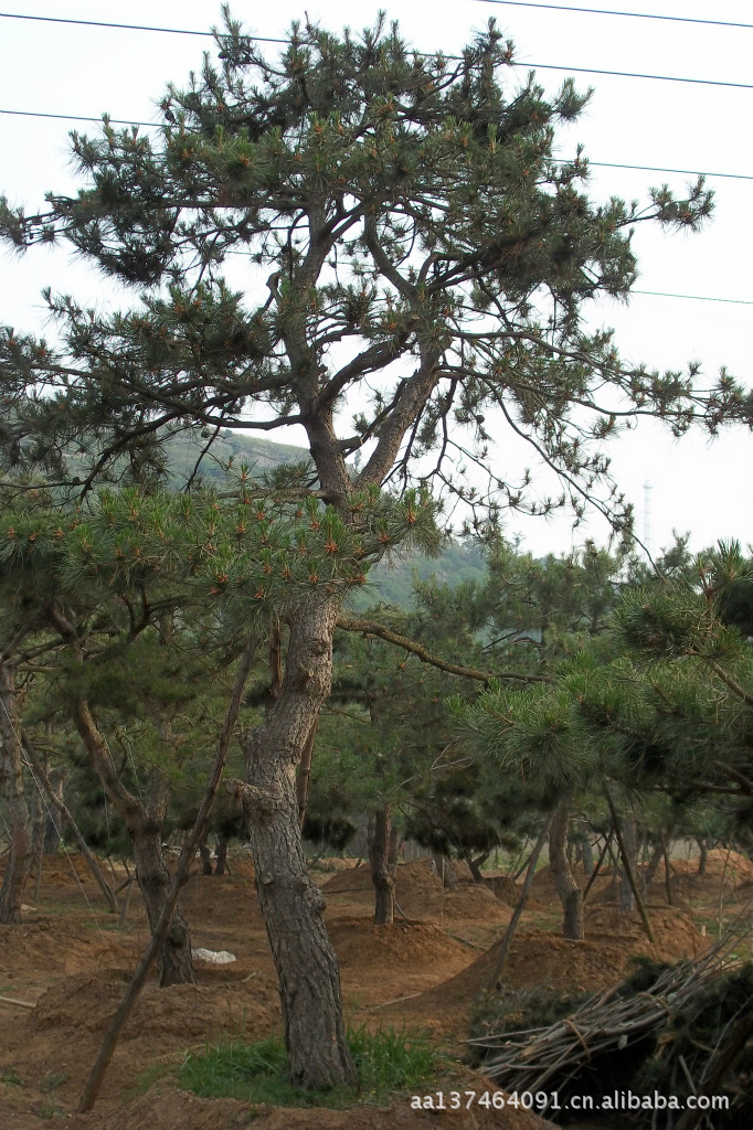 造型油松.赤松.黑松.柿子树.平顶松.绿化松树.