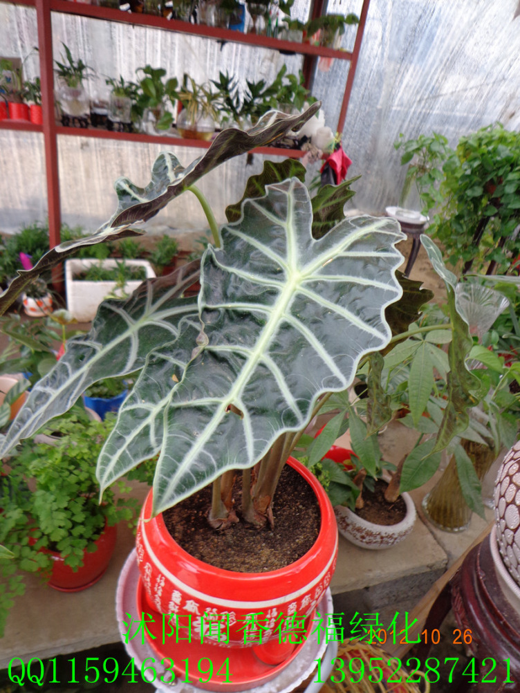 供应沭阳苗木基地现货【<em>小仙女</em>】盆栽<em>植物小仙</em>