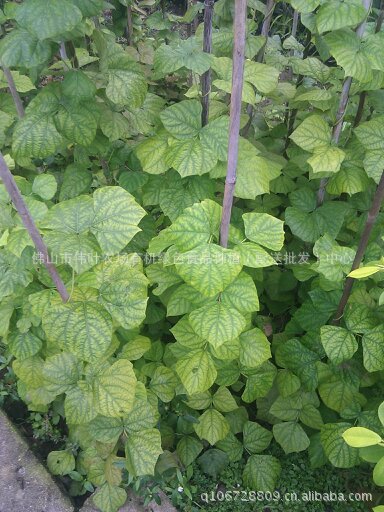 【嫩-脆-甜-特价白地瓜-3.5元\/KG】价格,厂家,图