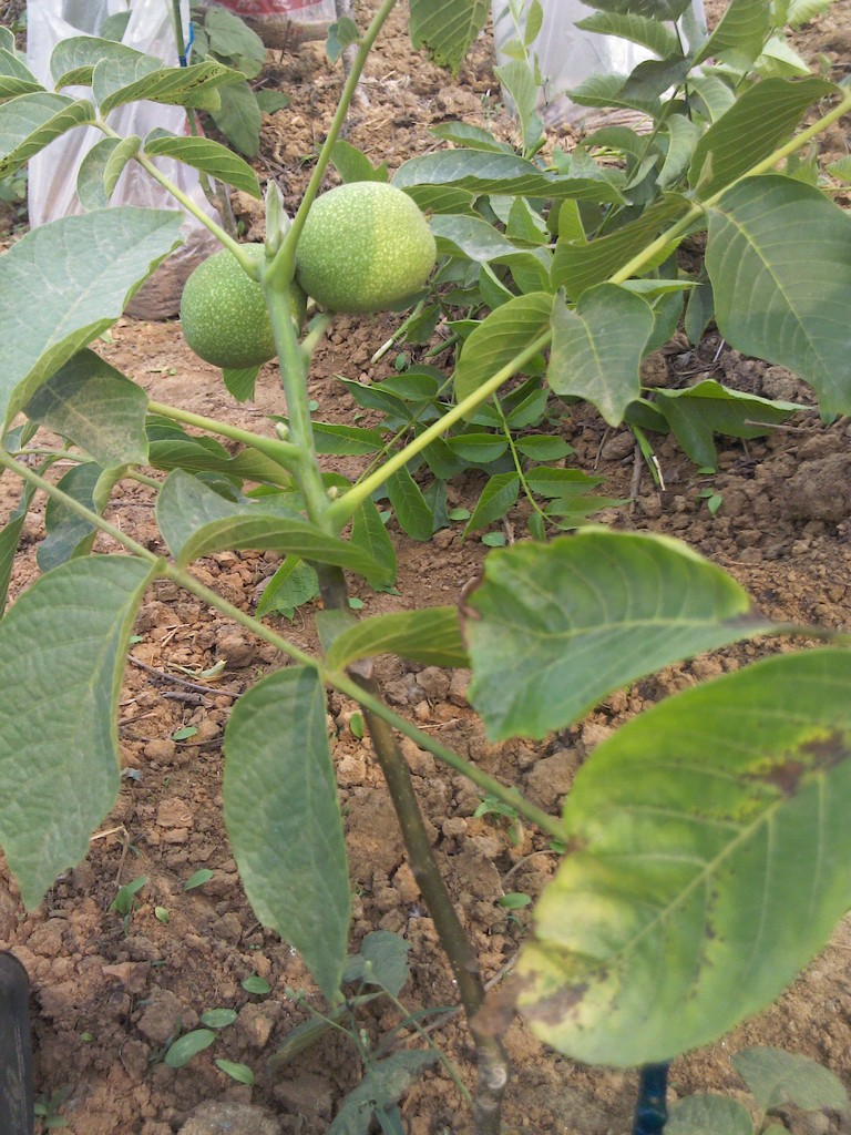 【栽香玲核桃苗到山东省果树研究所核桃研发基