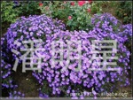 供应宿根花卉荷兰菊4种花色各种宿根花卉颜色齐全