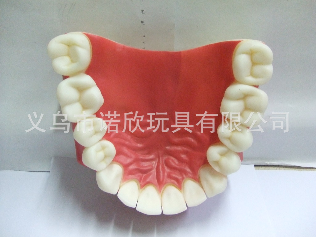 医学模型 仿真牙齿模型 医学教具模型 牙科专业模型