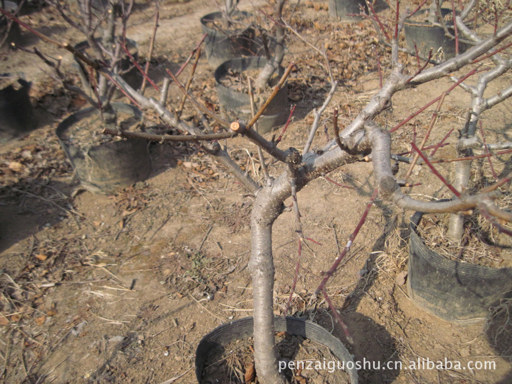 盆景-桃树盆景--2012年2月5日实景拍摄-盆景尽