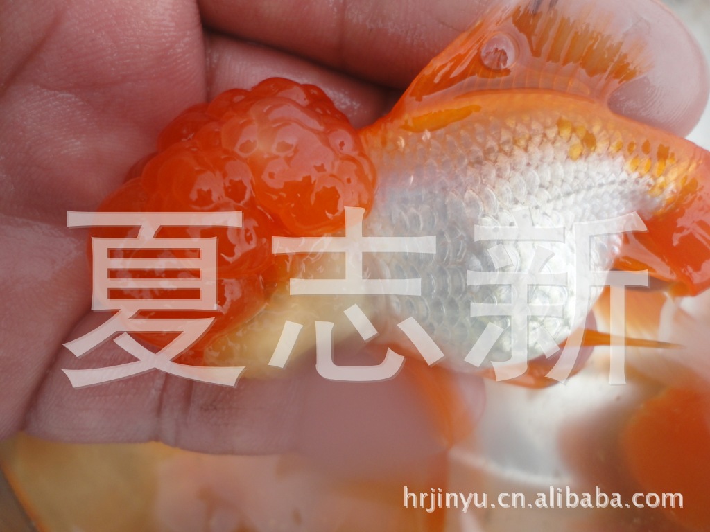 观赏鱼 金鱼 淡水鱼 徐州金鱼图片,观赏鱼 金鱼