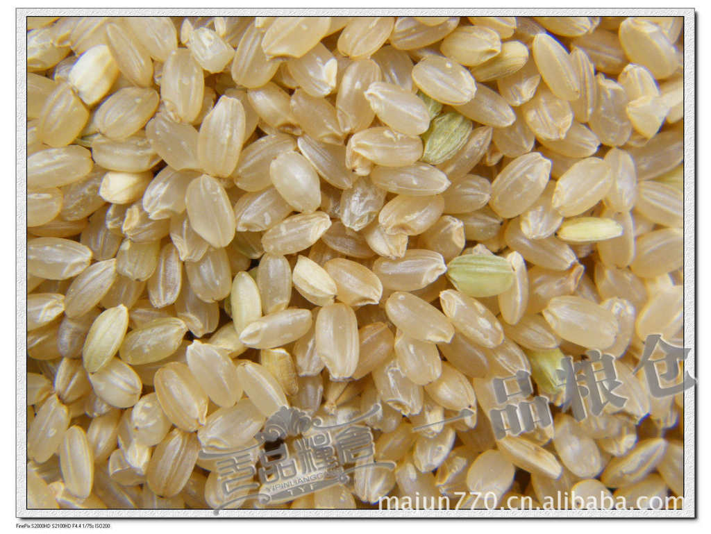 圆糙米加工 五谷杂粮 饱满圆糙米 精粮圆糙米 精选圆糙米