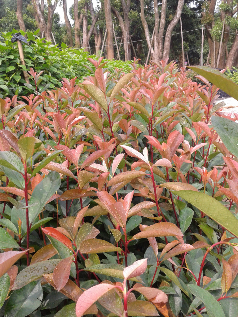 红叶石楠福建漳州 高丽园艺大量供应绿化苗木，
