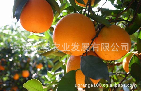 【【朋娜】脐橙 2012年 赣南脐橙 安远脐橙 绿
