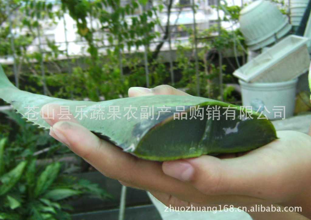 批发配送各种新鲜特价无公害蔬菜品种齐全免费