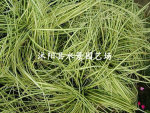 大量供应金叶苔草 