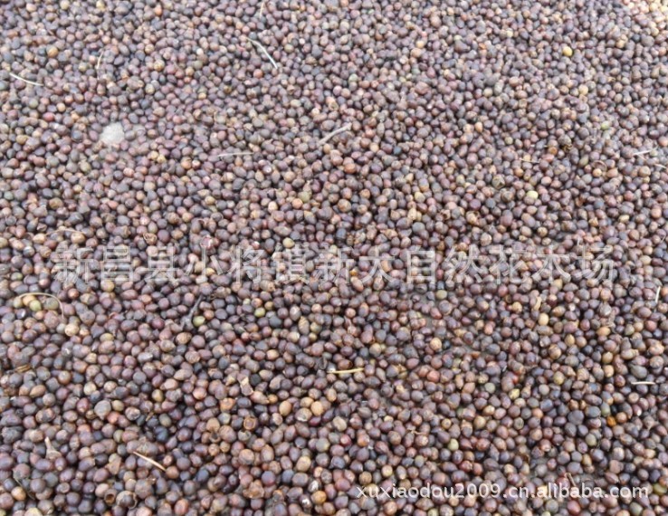批发供应沙藏南方红豆杉种子，预定新种
