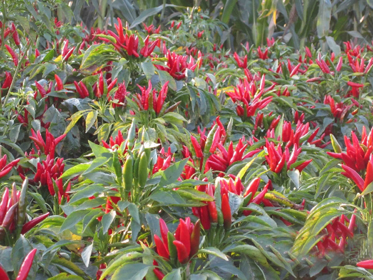 辣椒-南阳辣椒 产地直销 批发 三鹰辣椒 朝天椒