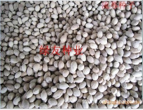 子近几年价格浮动状况】价格,厂家,图片,花卉种