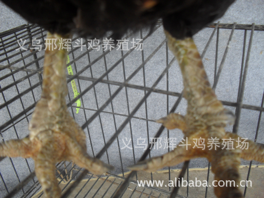 【越南斗鸡:中原攀岩:斗鸡苗】价格,厂家,图片,四作文年级一次斗鸡的v价格图片