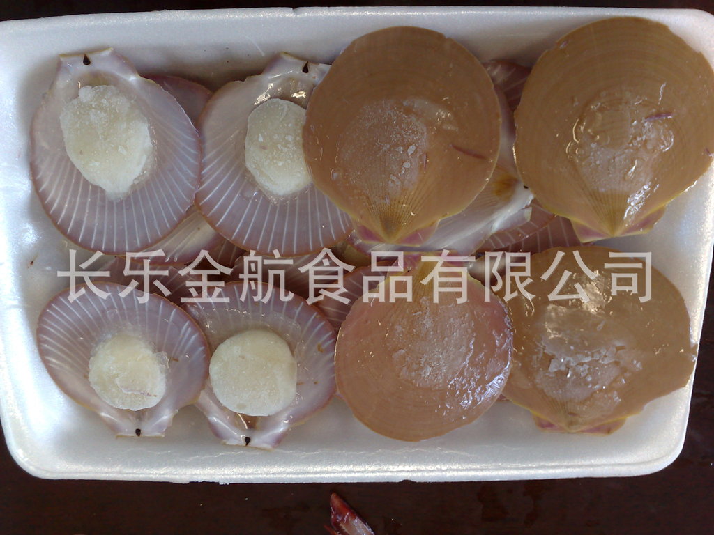 单冻日月贝