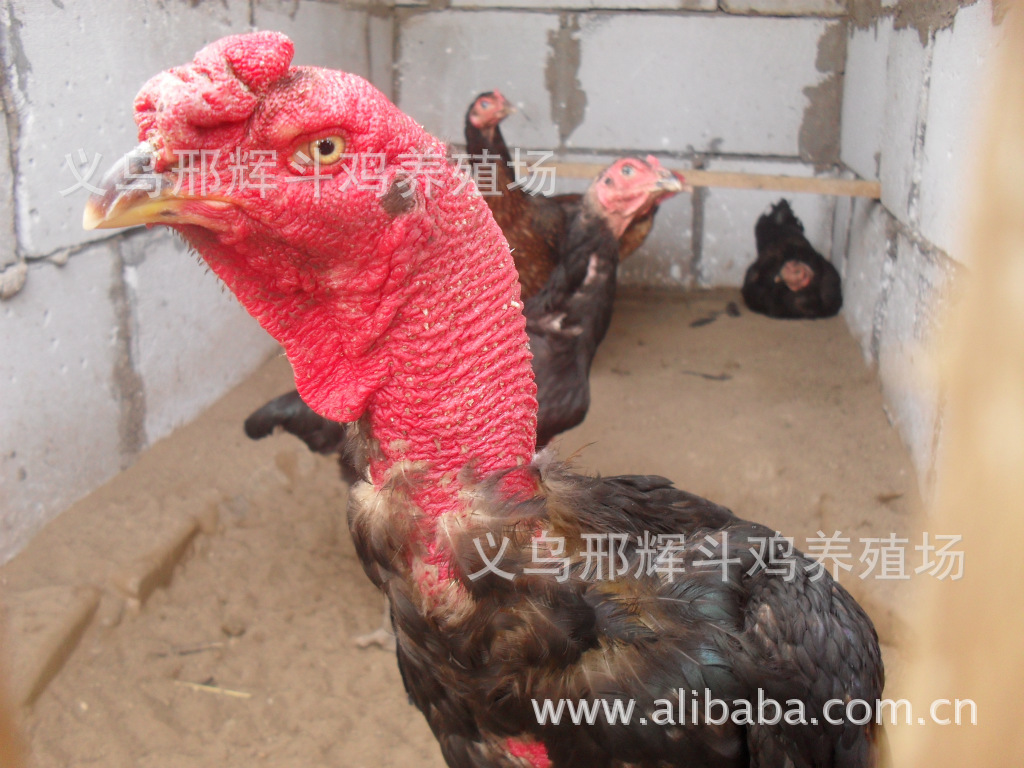 【越南斗鸡:中原斗鸡:斗鸡苗】厂家,价格,图片,壁球馆分为批荡式和图片