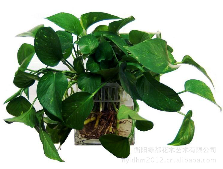 【绿萝盆栽】
