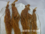 红参批发 人参红参须 东北新鲜人参批发 野生人参 价格实惠