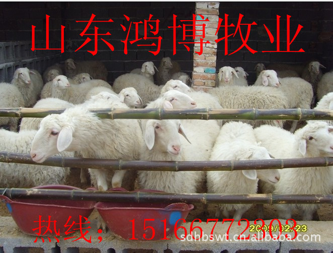 肉羊养殖_肉羊价格_波尔山羊价格-山东肉羊养殖场