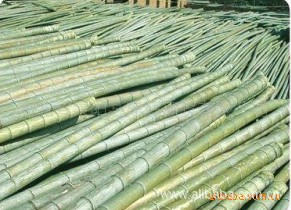 【优质竹子 竹子批发】