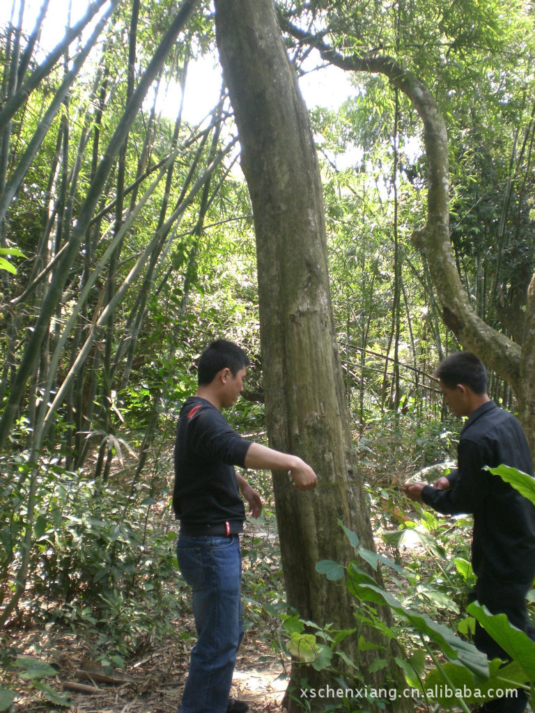 野生莞香树,野生沉香树,沉香木,沉香木批发