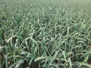 优质大蒜蒜种 蒜薹产量高 品质优