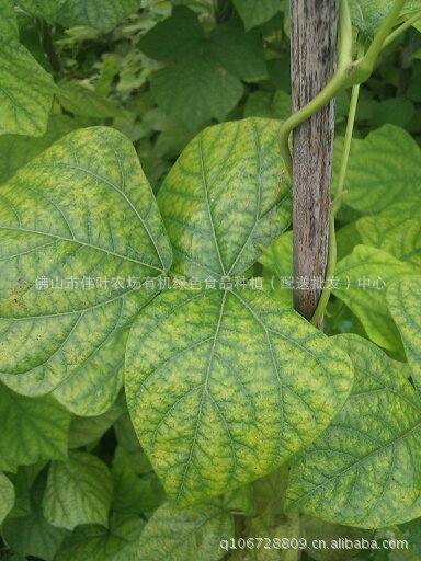 【嫩-脆-甜-特价白地瓜-3.5元\/KG】价格,厂家,图