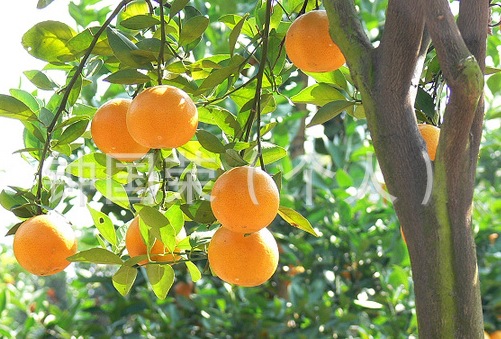 【黄坑贡桔 贡桔 广东韶关贡柑】价格,厂家,图片