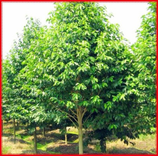 供应绿化苗木 乔木类【乐昌含笑】南方白兰花,广东含笑 规格齐全