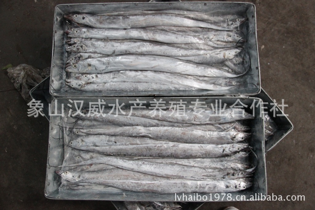 冷冻粗加工水产品-象山厂家销售新鲜冻带鱼 东