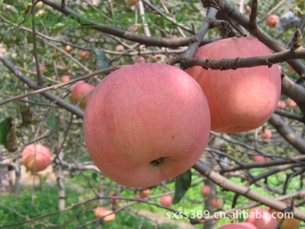 陕西【水果】【红富士】苹果 优质精品果
