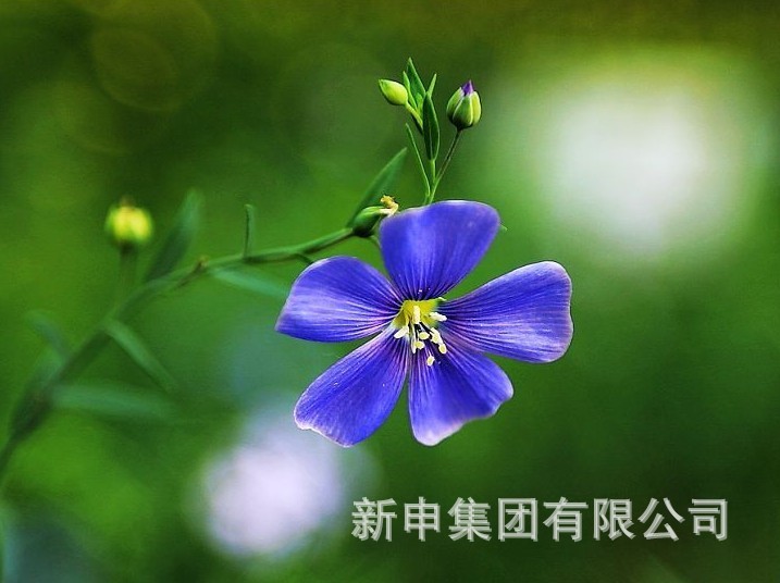 新申亚麻成功开发冬款<em>睡衣面料</em> <em>温暖</em>您的家居
