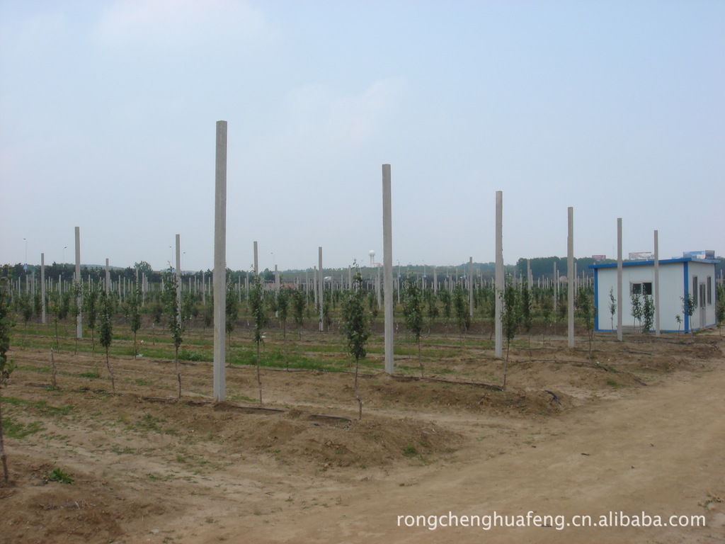 【三优富士苹果树苗】