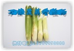 供应茭白种——茭白种苗