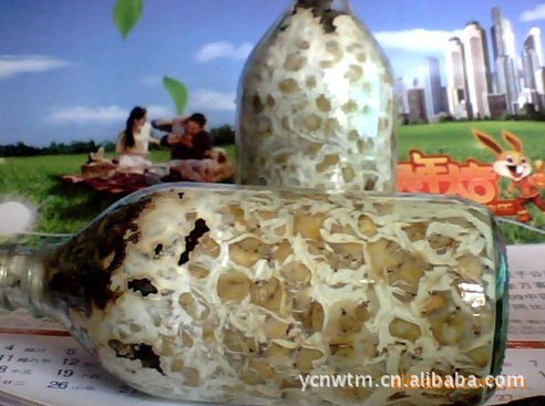 食用菌菌种-大量供应优质高产天麻萌发菌-食用