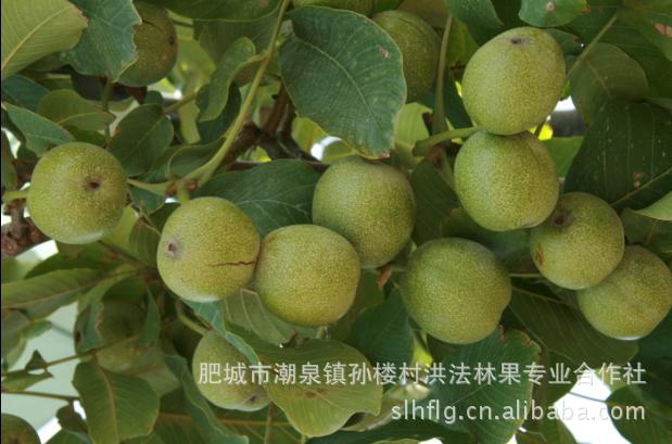 生核桃-泰安山东小孙核桃导播、干核桃、鲜核便携青皮图片