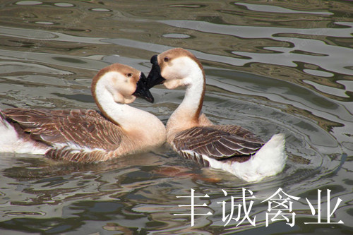 绿色食品桂花树下的散养的中鹅20110427006图片,绿色食品桂花树下的散