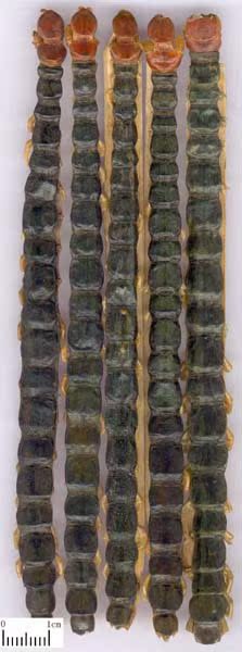 中药饮片-供应 中药材 蜈蚣(大条、小条)-中药饮片尽在阿里巴巴-亳州市龙辉药业