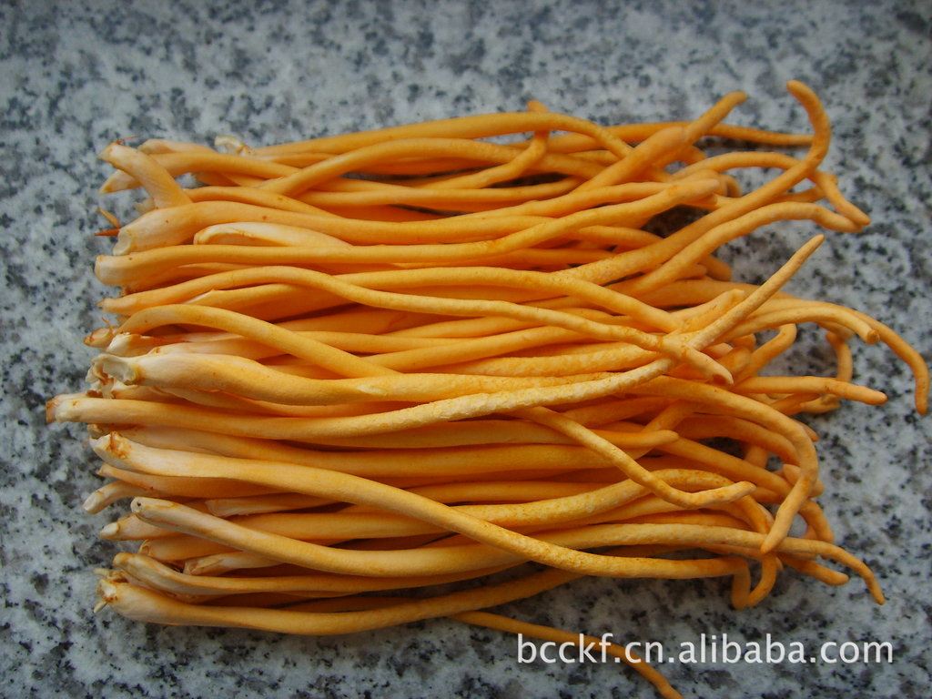 植物原药材/内蒙古/优质新鲜/虫草花 (图)