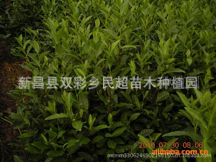 新品 龍井43 茶葉 綠茶 種子 種苗 茶苗  量大從優