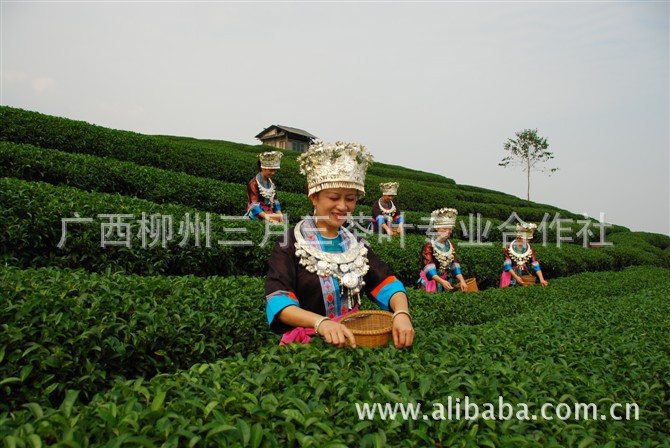 产 有机绿茶】价格,厂家,图片,绿茶,广西柳州三