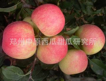 供应早熟高产优质苹果新品种苹果树苗-7月脆_