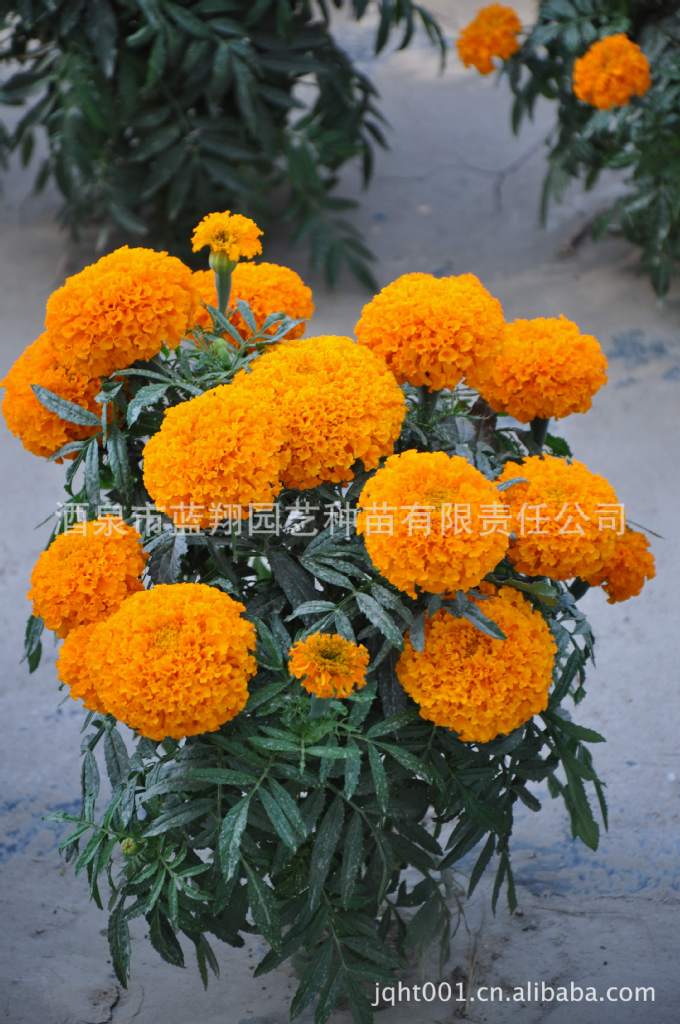 花卉种子供应一二年生花卉种子-杂交万寿菊种子种子