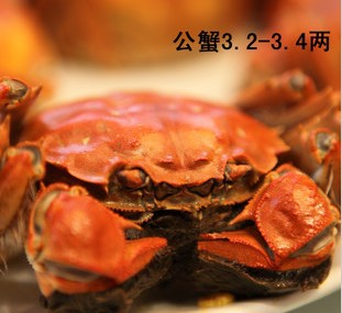 阳澄湖大闸蟹 鲜活水产 公螃蟹3.2-3.4两 产地直销 特价