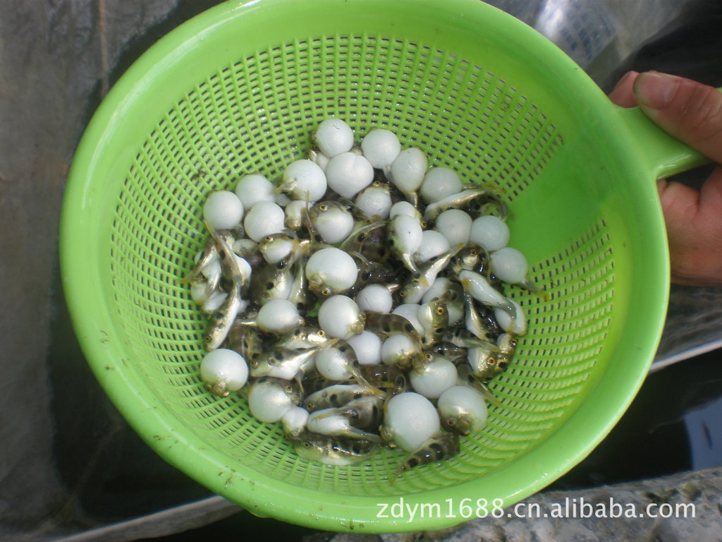鱼类-<em>广东</em>鱼苗,东方暗纹河豚(河豚)-鱼类尽在阿