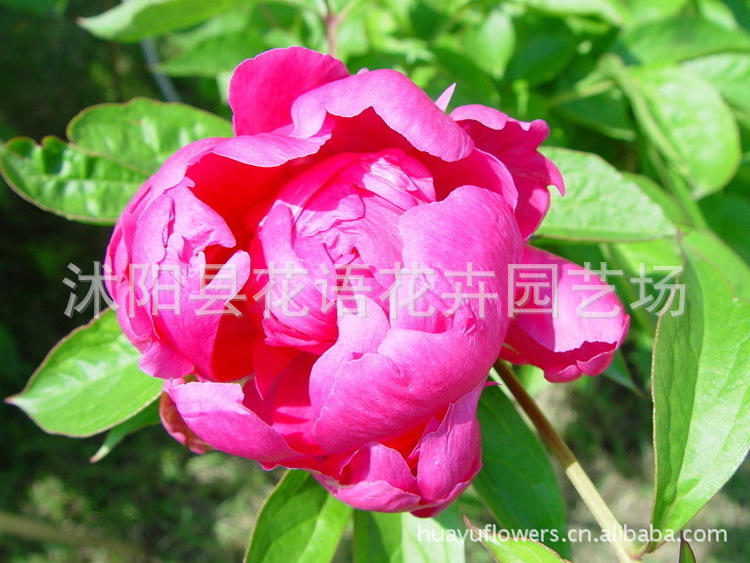 芍药种根价格 芍药种根价格