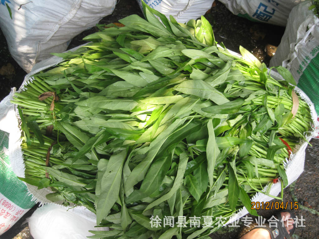 产地直销 海南;徐闻无公害蔬菜空心菜,雍菜.蓊菜.通心
